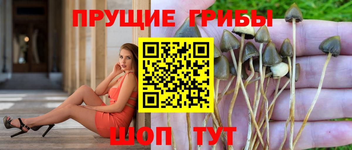 Псилоцибиновые грибы GOLDEN TEACHER  Вход с VPN  где найти   Котельники 